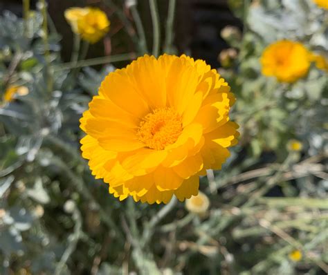 50 Seeds Desert Marigold Wildflower Baileya Multiradiata Etsy