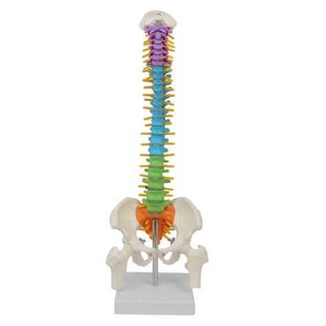 Modelo De Columna Vertebral Con Anatom A Anat Mica Humana P Lvica