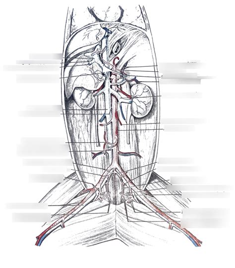 Cat Arteries And Veins Of The Abdomen Pelvis And Thigh Deepest View