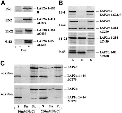 Functional Diversity Of Lap2α And Lap2β In Postmitotic Chromosome