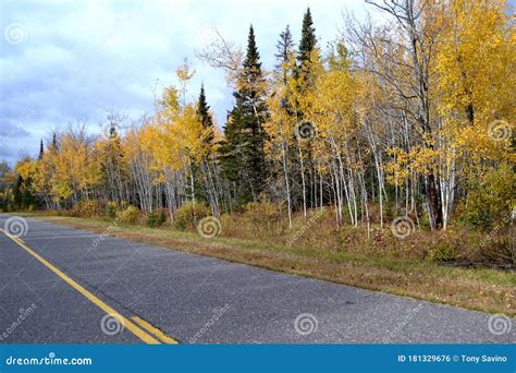 Poplar And Birch Trees In Autumn Along Highway In Upper Michigan Stock