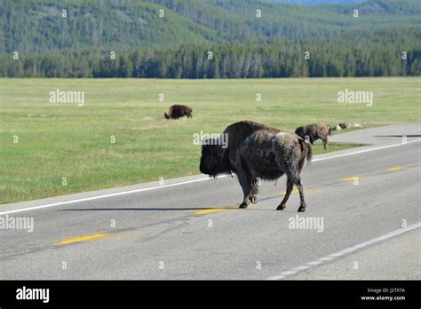 Bison in Yellowstone Stock Photo - Alamy