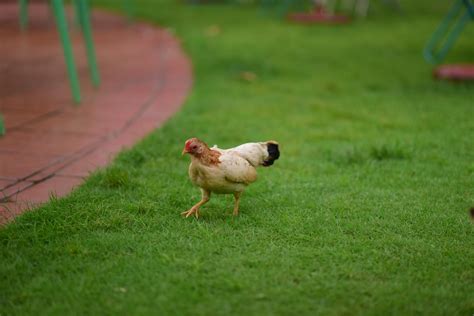 Chicken Jockey Photos, Download The BEST Free Chicken Jockey Stock ...