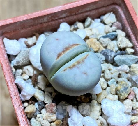 SHPR41071 Lithops julii Hot Lips Кактус онлайн