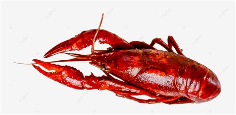 Gourmet Fresh Spicy Crayfish Food Fresh Spicy Crayfish Png