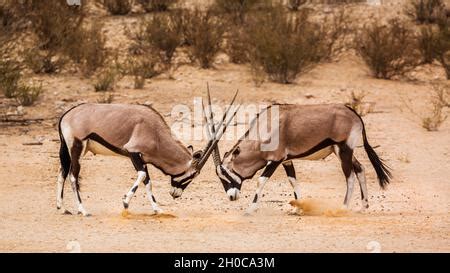 A Pair Of Gemsbok Oryx In The Kgalagadi Transfrontier National Park