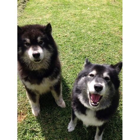 Teddy To Be Rehomed With Taro Large Male Alaskan Malamute X Samoyed