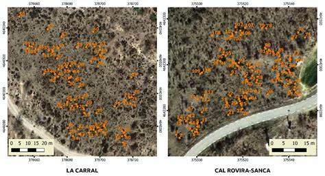Drones Help Monitor Post-Fire Forest Regeneration | Drone Below