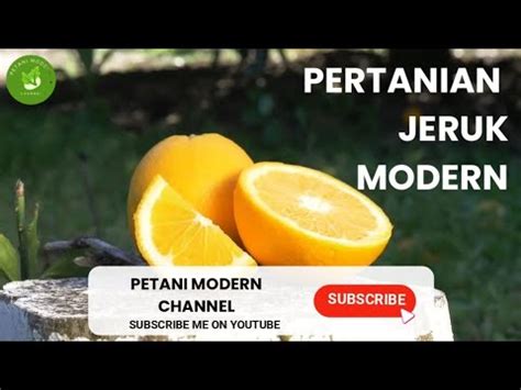 Petani Jeruk Modern Petani Modern Youtube