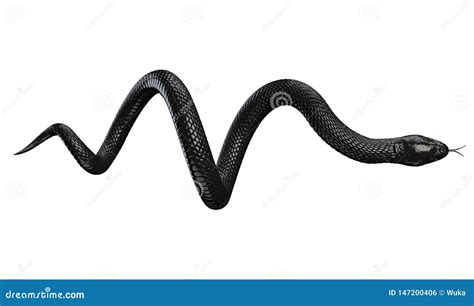 Serpente Nero Isolato Su Fondo Bianco Illustrazione Di Stock