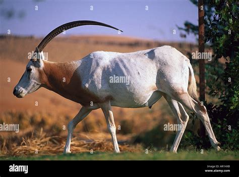 Oryx Antilope, Al Maha Desert Resort Dubai, V.A.E Stock Photo - Alamy