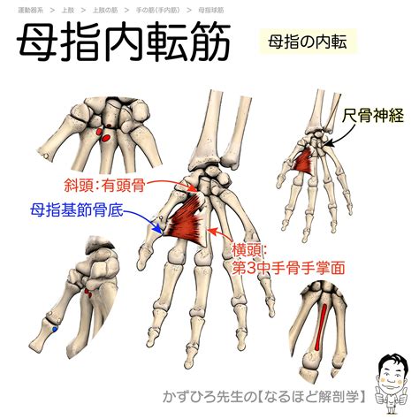 かずひろ先生 なるほど解剖学 On Twitter 【母指内転筋】 起始 横頭：第3中手骨手掌面 斜頭：有頭骨 停止：母指基節骨底 支配神経：尺骨神経 作用：母指の内転 母指内転筋