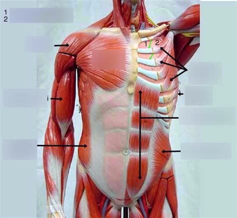 Chest Muscles Diagram | Quizlet