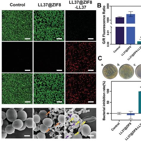 Intracellular Entrance And Intracellular Bacterial Killing Properties