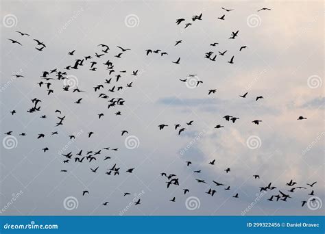 Geese Migration, Goose Flock Migrating on Sky Stock Photo - Image of ...