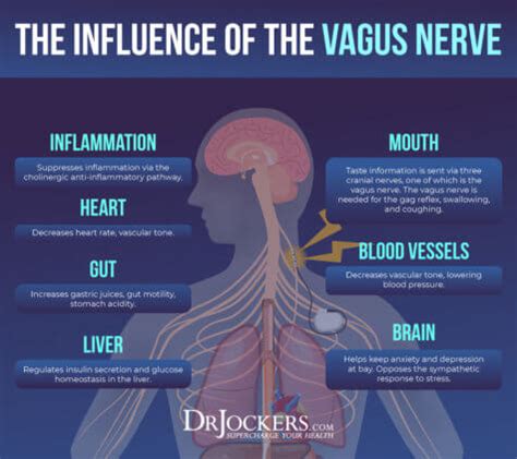 Improving Vagal Tone For Better Mental and Emotional Health