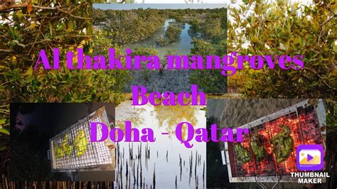 Al Thakira Mangroves Qatar Thakira Beach Qatar Forest And Beach In