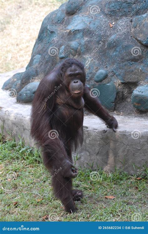 Orang Utan In Ragunan Zoo Jakarta Indonesia Stock Photo Image Of