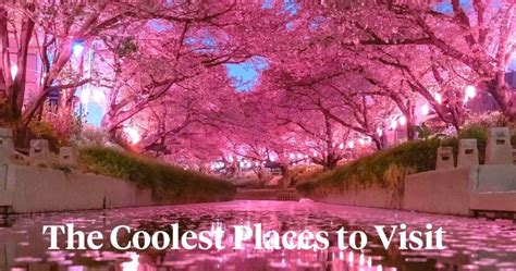 Experience Japans Sakura Trees In Full Bloom In