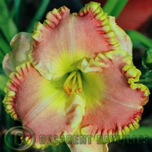 Dr Jerrold Corbett Decadent Daylilies Australia