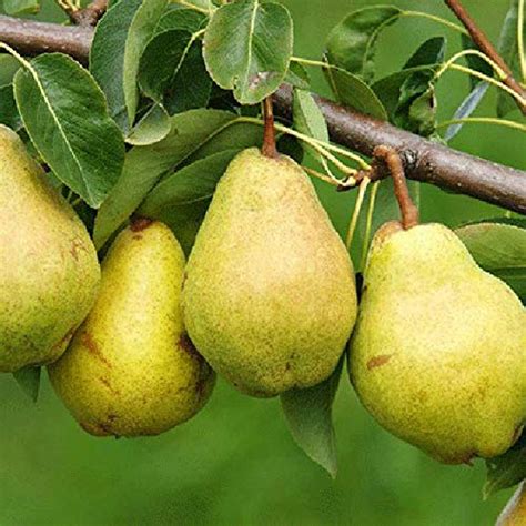 The Best Pear Trees for Your Home Garden