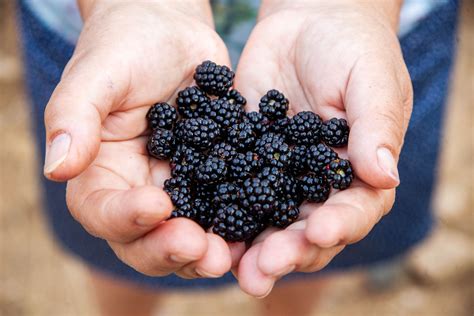 Are Blackberries Ok For Dogs To Eat
