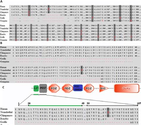 Multiple Alignments Of The Nucleotide And Amino Acids Sequences A