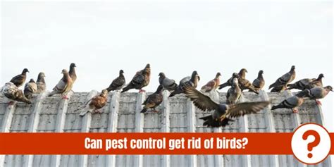 Bird Pest Control Pest Control Faq