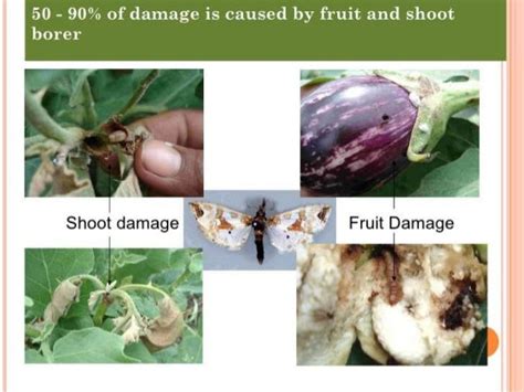 Shoot And Fruit Borer Of Brinjal