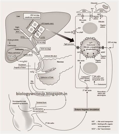 BIOLOGY WRITE UP BIOLOGY ARTICLES BILIARY SYSTEM IN HUMAN DIGESTIVE