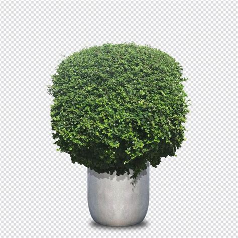 Premium Psd Decorative Plants In Pots