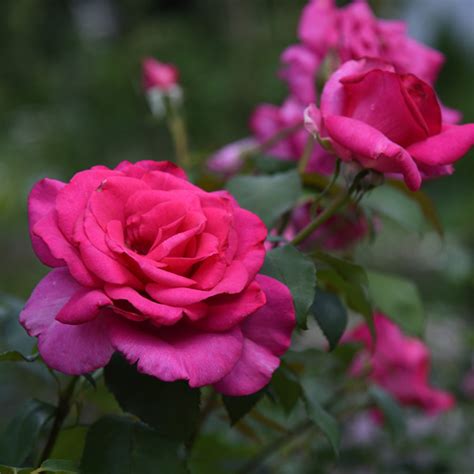 Rose Parole - Garden Express
