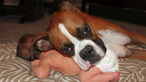 Are Boxer Dogs Good With Children