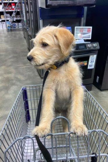 Labradoodles With Straight Hair Everything You Need To Know