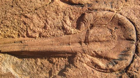 How Earths Oldest Animals Were Fossilized Science Aaas