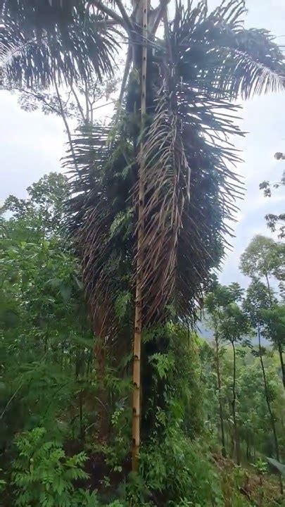 pante tuak manggarai manggarai manggaraintt ntt manggaraiterbaru