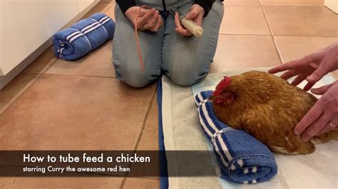 How To Tube Feed A Chicken