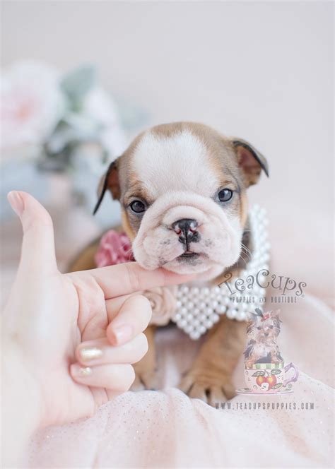 Teacup Puppy Breeds For Sale | Teacup Puppies & Boutique