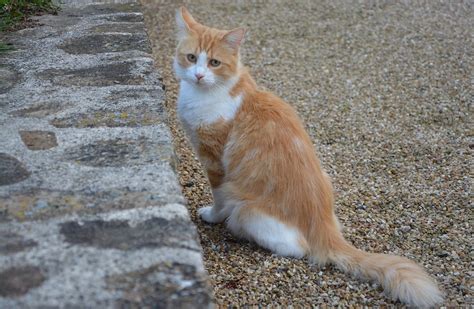 Comment Savoir Si Un Chat Est Un M Le Ou Une Femelle