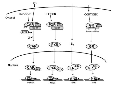 Car And Pxr The Xenobiotic Sensing Receptors Pmc