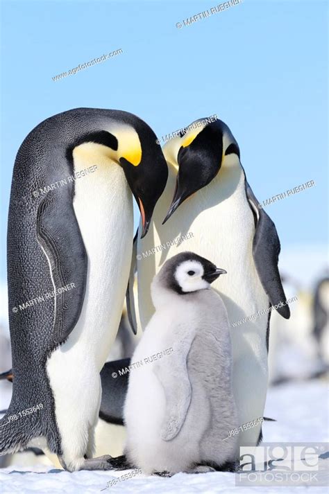 Emperor Penguin Aptenodytes Forsteri Adults And Chick Snow Hill Island Antarctic Peninsula