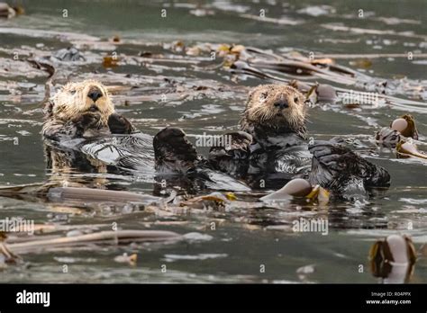 Adult Sea Otters Enhydra Lutris Kenyoni Preening In The Inian Islands