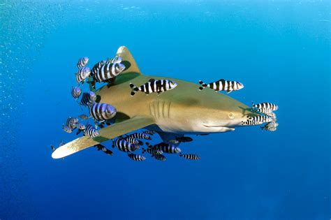 Oceanic Whitetip Shark Red Sea