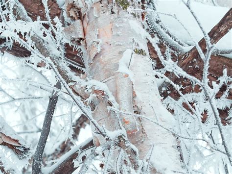 Texture Woodlands Of Canada Flickr