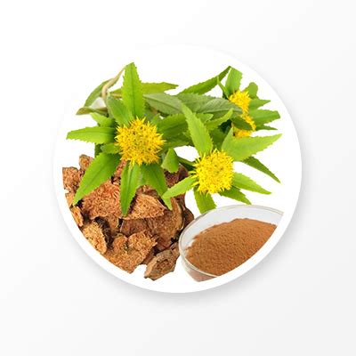 China Beneficios Del Extracto De Ra Z De Rhodiola Rosea Fabricantes