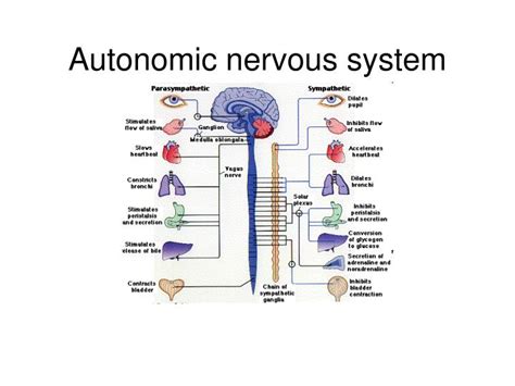 Ppt Autonomic Nervous System Powerpoint Presentation Free Download