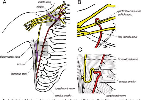 Long Thoracic Nerve Diagram