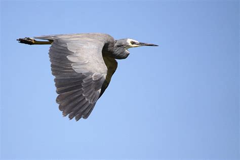 White-faced Heron - ClimateWatch Australia- Citizen Science App