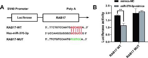 Rab17 Is A New Target Of Mir 370 3p A The Putative Binding Sites Of