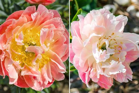 types  color changing peonies   light   garden